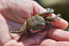 Pachygrapsus marmoratus