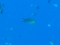 Chromis ternatensis