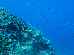 Chromis ternatensis