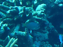 Pomacentrus lepidogenys