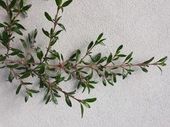 Coprosma ×cunninghamii