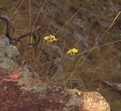 Pachypodium