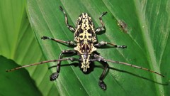 Steirastoma marmoratum