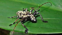 Steirastoma marmoratum