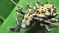 Steirastoma marmoratum