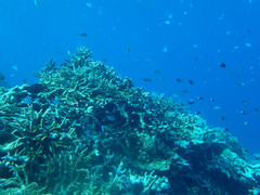 Pycnochromis margaritifer