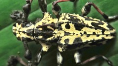 Steirastoma marmoratum