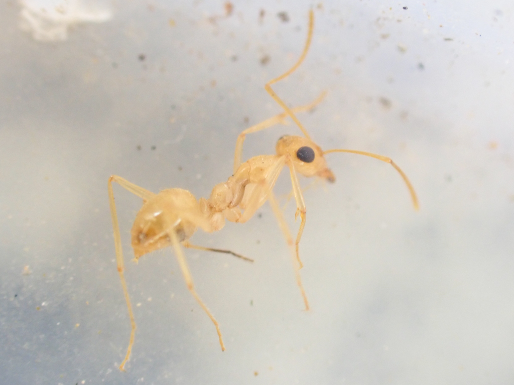 Myrmecocystus navajo