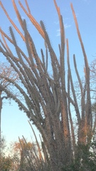 Didierea madagascariensis