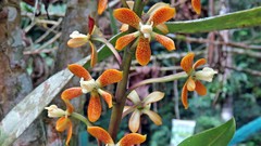 Prosthechea pachysepala