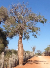 Adansonia rubrostipa