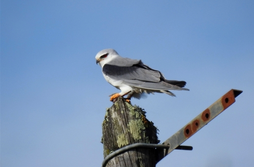 Black-winged Kite