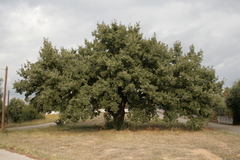 Quercus ithaburensis macrolepis
