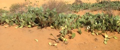 Opuntia