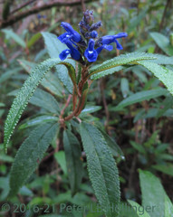 Salvia corrugata
