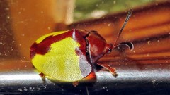 Paraselenis aulica