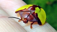Paraselenis aulica