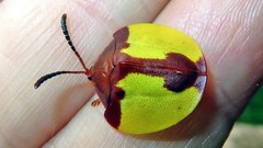 Paraselenis aulica