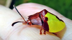 Paraselenis aulica