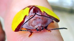 Paraselenis aulica