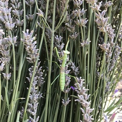 Coptopteryx gayi