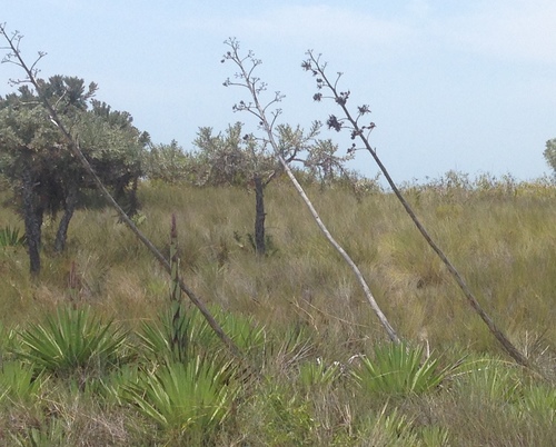 Agave sisalana image