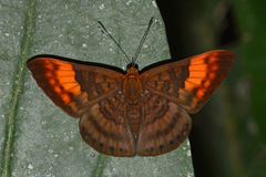 Emesis heteroclita