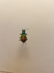 Cicindela scutellaris scutellaris