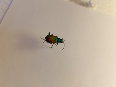 Cicindela scutellaris scutellaris
