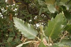 Quercus ithaburensis macrolepis