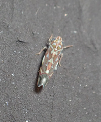 Erythroneura rubra