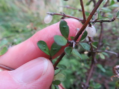 Coprosma rubra