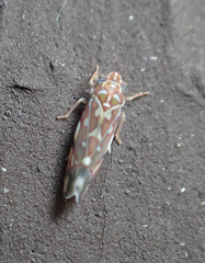 Erythroneura rubra