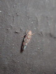 Erythroneura rubra
