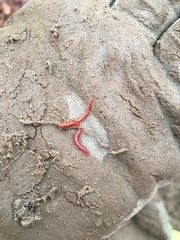 Strigamia bothriopus