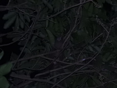 Aotus lemurinus