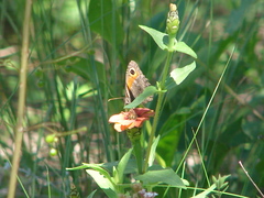 Haywardella edmondsii