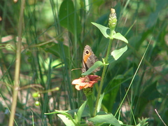 Haywardella edmondsii