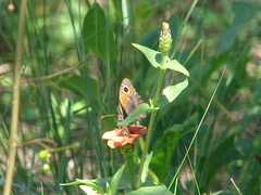 Haywardella edmondsii