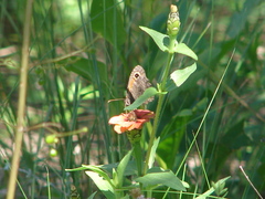 Haywardella edmondsii
