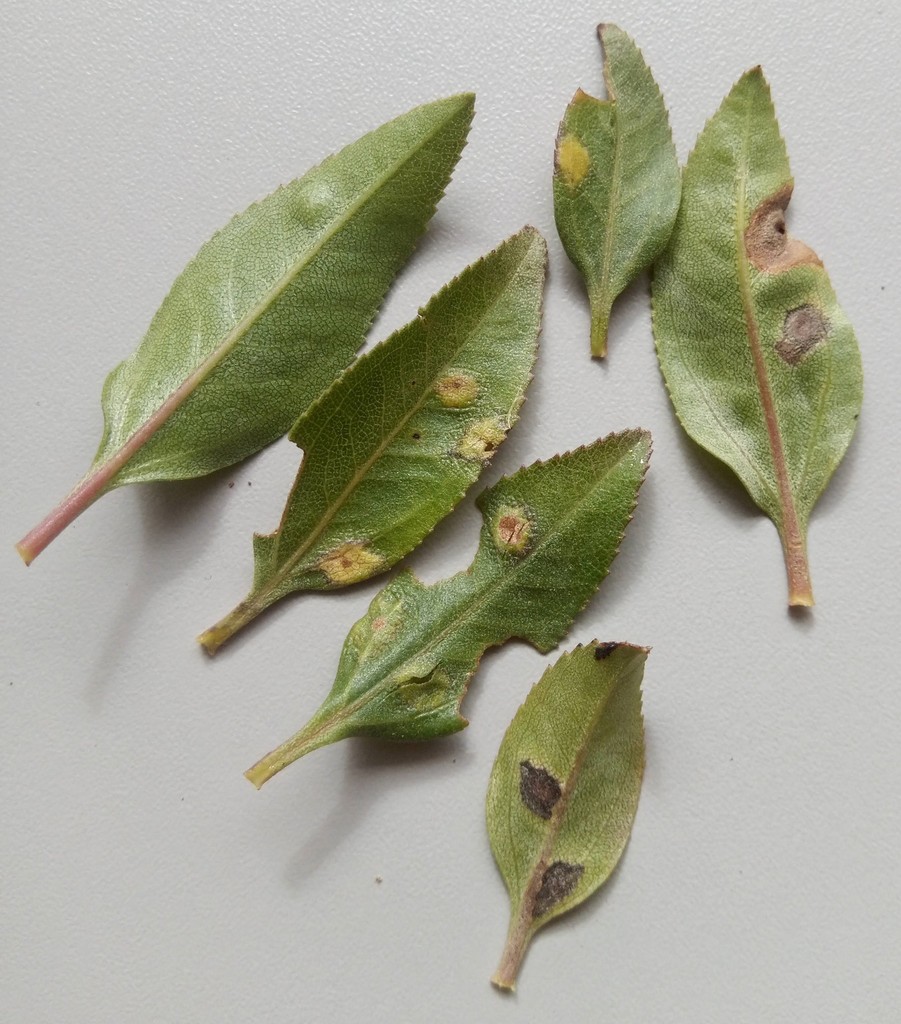 Geraldesia
