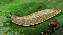 Vaginulus taunaisii