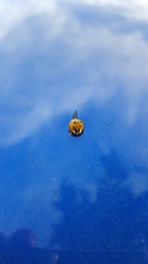 Harmonia axyridis