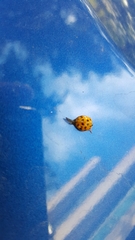 Harmonia axyridis