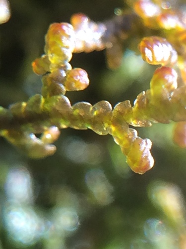 Tamarisk Scalewort