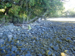 Amaurobioides