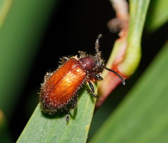 Metriolagria affinis