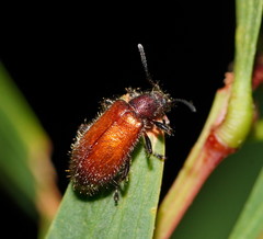 Metriolagria affinis