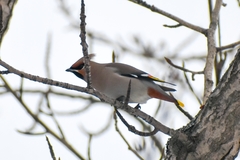 Bombycilla garrulus