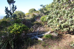 Leucospermum conocarpodendron conocarpodendron